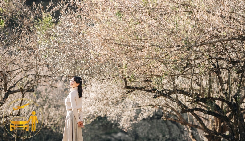 từ sân bay Nội Bài đi Mộc Châu